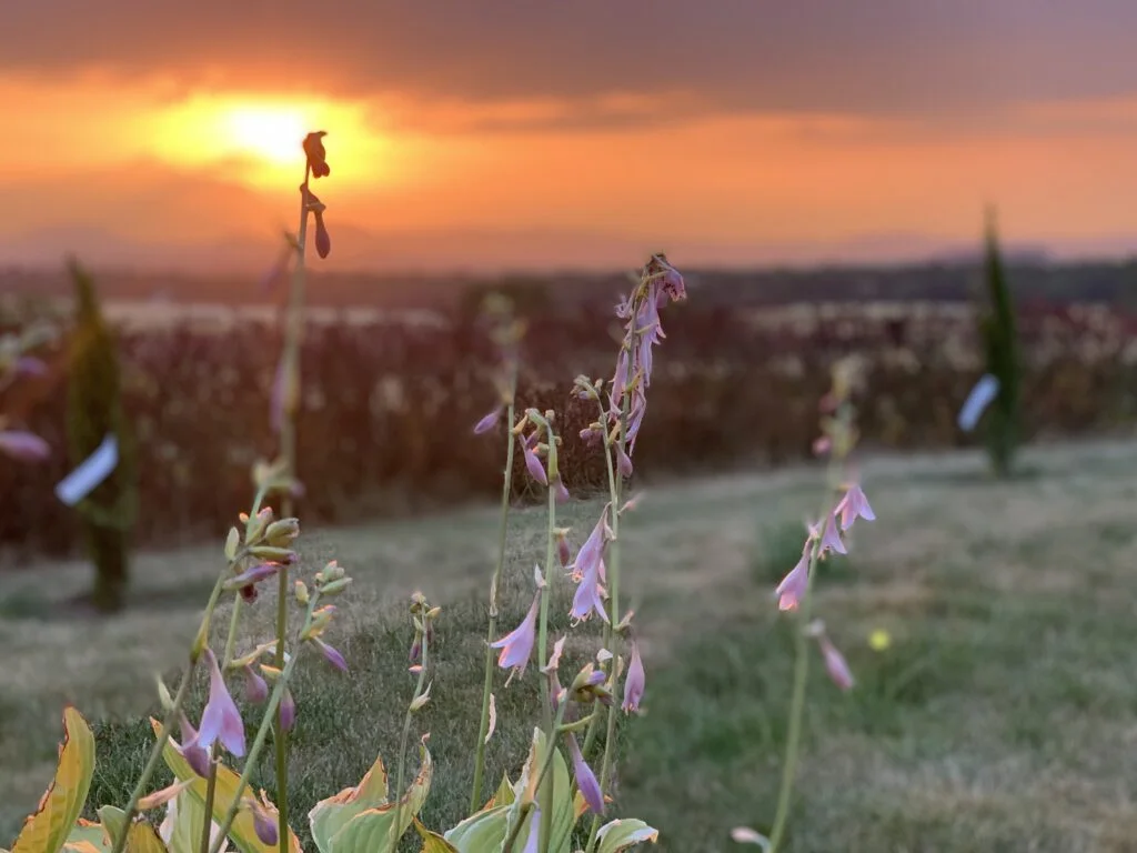 Sonnenuntergang im Maifeld